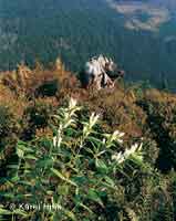 Schwalbenwurz-Enzian  * Riesengebirge (Krkonose)