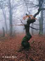 Im Wald des Rehorn-Gebirges Horn Marov * Riesengebirge (Krkonose)