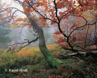 Herbstfarben  * Riesengebirge (Krkonose)