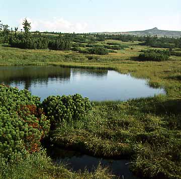 pict: Upska raselina (Upa raised moss) - Pec pod Sněžkou