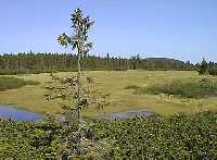 enlarge picture: ern hora (Black Mt.) * Krkonose Mountains (Giant Mts)